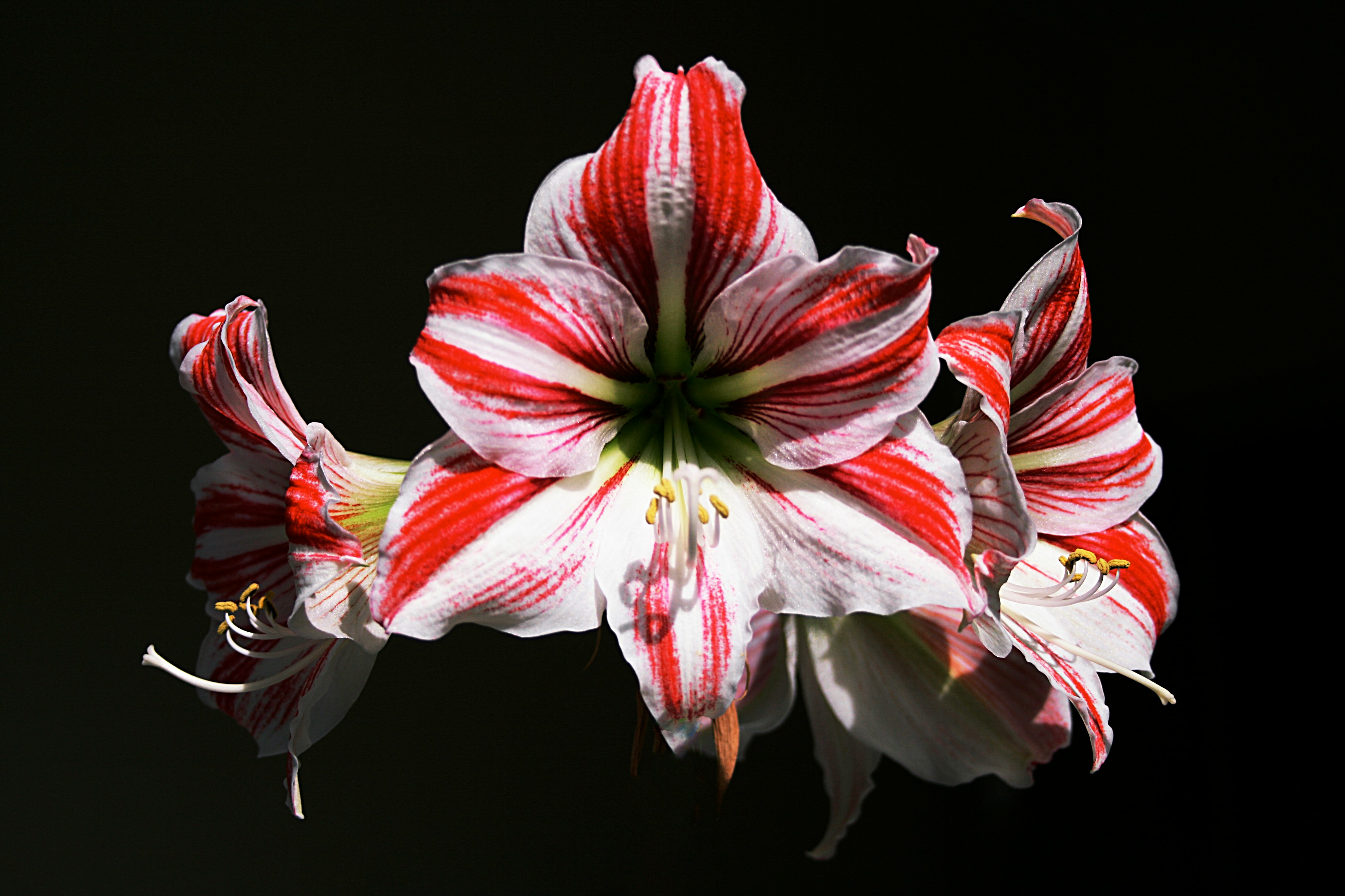 white and red flower in black background